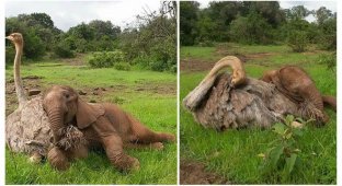 Осиротевшие страус и слоненок подружились и поддержали друг друга (7 фото)