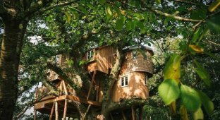 Как выглядит самый большой дом на дереве в Великобритании (19 фото + 1 видео)