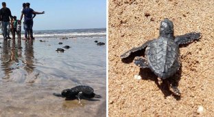 После расчистки пляжа в Мумбаи туда впервые за 20 лет вернулись черепахи (18 фото)