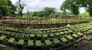 Коста-Рика — планетный лидер по восстановлению лесов (6 фото)