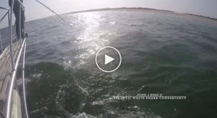 Белая акула попыталась схватить снимающего её на видео ученого за ноги