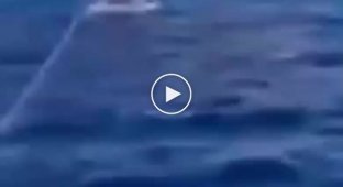 На курорте Красного моря акула выскочила из воды и откусила часть стопы парашютисту