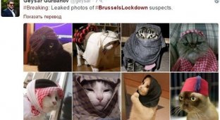 Вместо фотографий антитеррористической операции в Брюсселе начали публиковать фото с котами (21 фото)