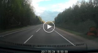 Иномарка сбила лося в Тверской области
