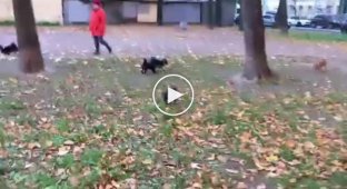 Нападение собак на человека в центре Петербурга