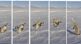 В Китае лиса прыгала перед операторами-любителями (4 фото + 1 видео)