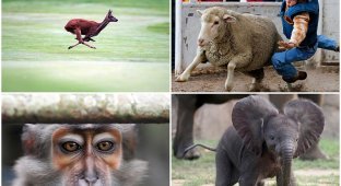Животные в новостях (40 фото)