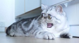 Удивленный кот по кличке Герман (5 фото)
