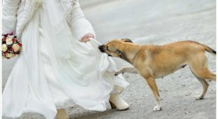 Она что-то скрывала под платьем на свадьбе и только собака почуяла неладное (8 фото)