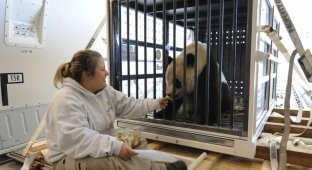 Прощание с пандами (19 фото)
