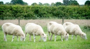 4 клона овечки Долли и их судьба (4 фото)