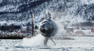 Потрясающие фотографии китов и косаток у побережья Норвегии (22 фото)