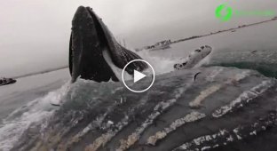 Огромный кит едва не опрокинул каякера, вынырнув рядом с ним