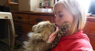 Она спасла котенка гепарда от охотников за трофеями, и он стал её лучшим другом (13 фото)