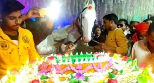 Мужчина устроил пышный день рождения для своей лошади (4 фото)