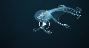 Робот впервые заснял прозрачного глубоководного осьминога