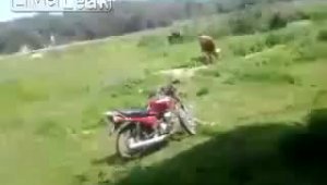 Хозяйский бычок влюбился в мотоцикл