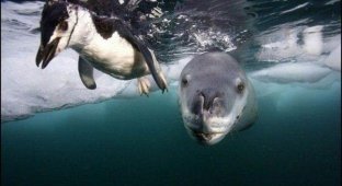Морской леопард - охотник на пингвинов (16 фото)