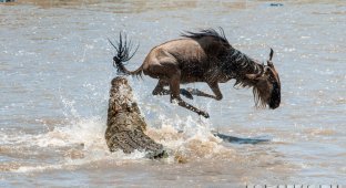 Миграция антилоп гну в Восточной Африке или везучая антилопа (7 фото + 1 видео)