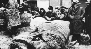 Находка туши шерстистого носорога в 1929 году (4 фото)