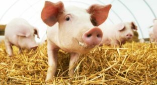 Людям могут начать пересаживать сердца свиней уже через 3 года (3 фото)