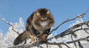 Шикарный сибирский кот (15 фото)