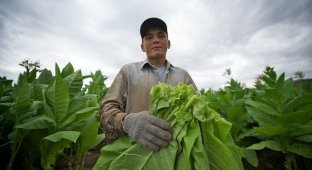 Как выращивают табак (24 фото)