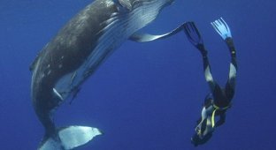 Поздоровался с китом (4 фотографии)
