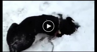 Собака обожает снег