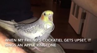 Попугай напевает рингтон iPhone