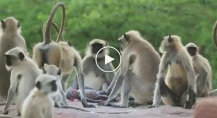 В документальной передаче BBC подкинули обезьянам механическую куклу