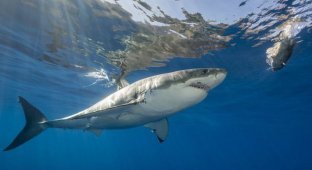 Любопытные факты об акулах (10 фото)