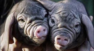  Китайские свиньи (8 Фото)