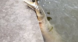 В Новом Орлеане в парке выловили доисторическую рыбу (6 фото)