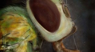 Невероятные снимки насекомых сделанные под микроскопом (15 фото)