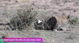 Нападение леопарда на дикую кошку попало на видео