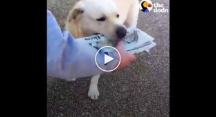Каждое утро этот пес приносит газету своему хозяину