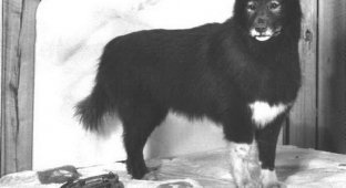 История о мужественной собаки Балто (6 фото + текст)