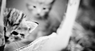 Котятки - милашки (5 фото)