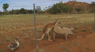В Австралии гусь-вуйаерист подсматривал за занимавшимися сексом свиньей и кенгуру (10 фото)