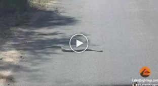 Змея не может пересечь дорогу