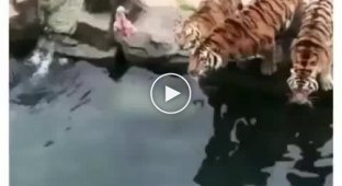 Как помыть огромную кошку