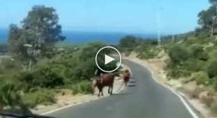 Умная корова подсказала дорогу