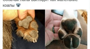 Пользователи Твиттера разгадали тайну подушечек на собачьих лапах (11 скриншотов)