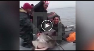 Дагестанские рыбаки и акула