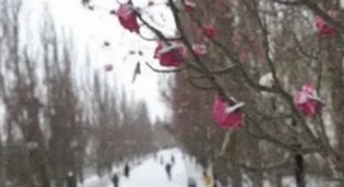 В Омске выпал снег, но тополя до сих пор «цветут» (3 фото)