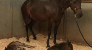 Лошадь смогла родить сразу двоих жеребенков (6 фото + 1 видео)