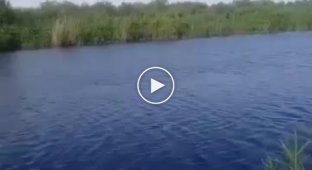 Рыбак из Астрахани утверждает, что снял на видео крокодила в реке