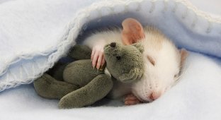 Очаровательные крыски с плюшевыми мишками (21 фото)