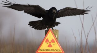 Уже поздно: уральцам не советуют спасаться от радиации (3 фото)